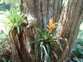 Bromeliads in tree_2 